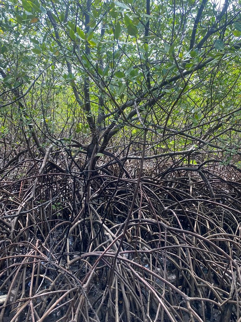 Casa Alagoana Porto de Pedras Rota dos Milagres