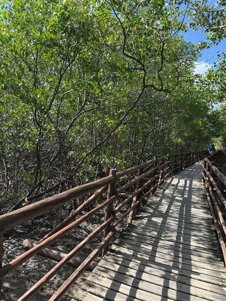 Manatee Patacho Milagres Porto de Pedras